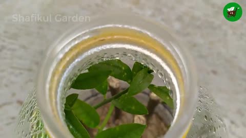 How to propagate lemon tree from cuttings