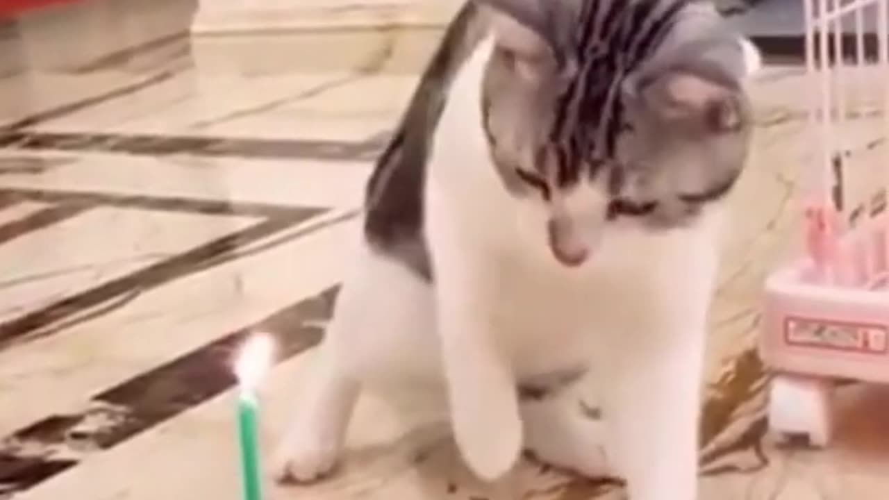 Funny Cats 2 #shorts