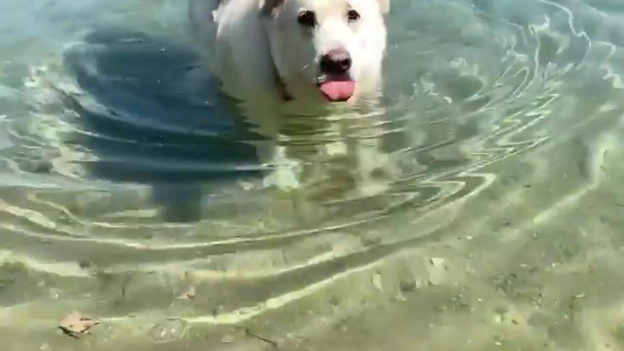 Puppy's Joyful Water Adventure with a Big Dog