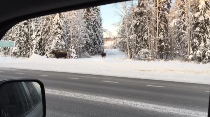 A Moose Family Was Trying To Cross the Street in Fairbanks, Alaska (1/2)