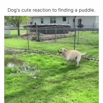 "Puddle Discovery: How a Curious Canine Uncovers a Watery Treasure!"