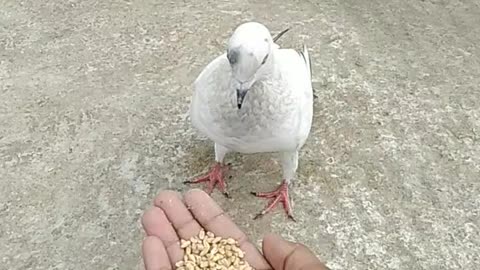 FEEDING HABITS OF PIGEONS