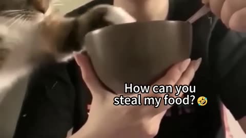 Funny and Fails Pets Video