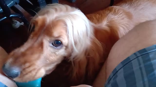 GOLDENDOG2022