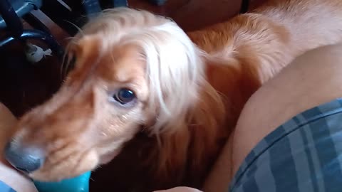 GOLDENDOG2022