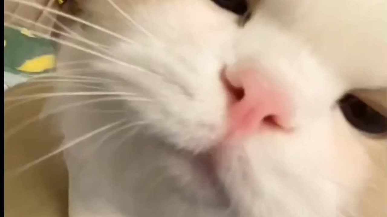 Funny animal pets videos