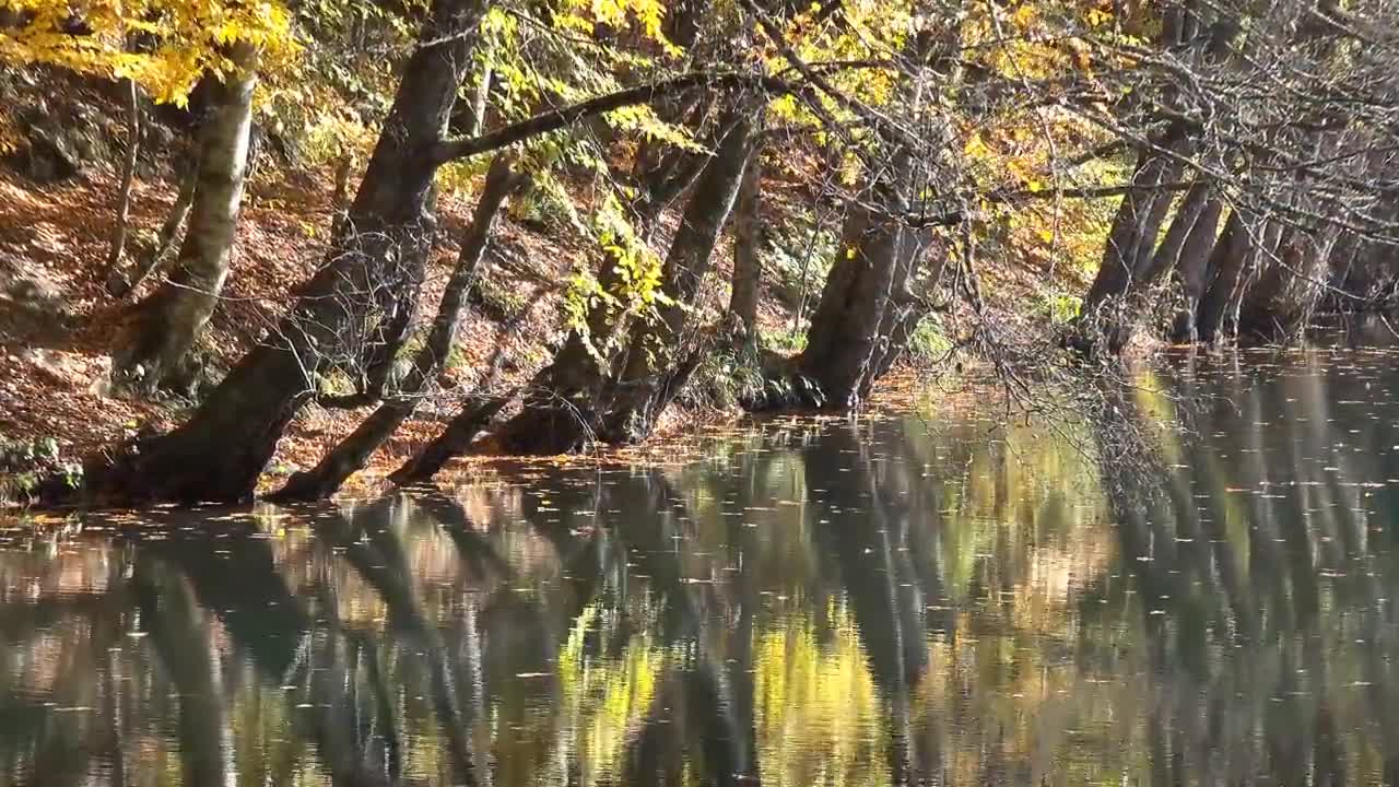 Enchanting Autumn Forests with Beautiful Piano Music