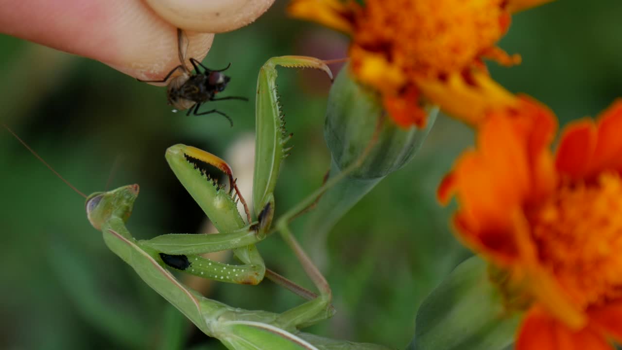 Feeding a green mantis with a fly