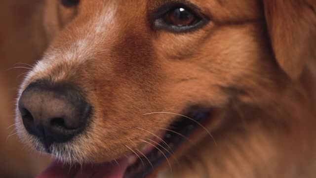 Dogs funny