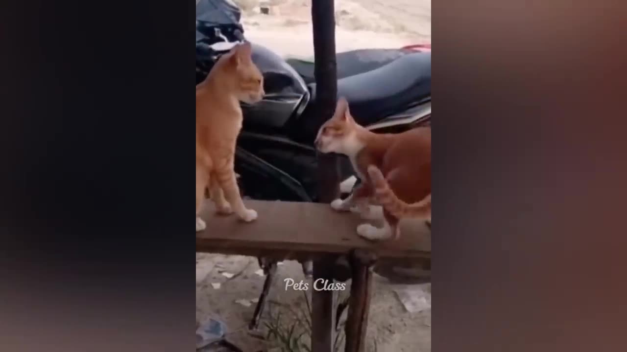 funny dogs and cats 🤣😂😂😂