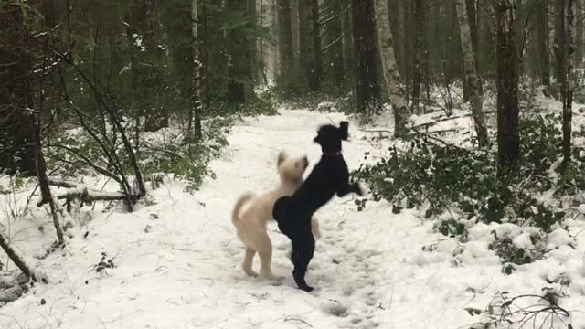 dog play