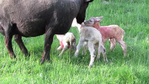 Sheep Grazing newborn baby