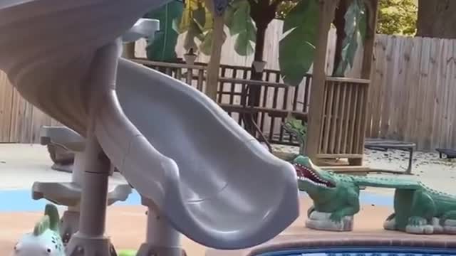 A cute cat got to curious when standing in the slide !😂😂😂