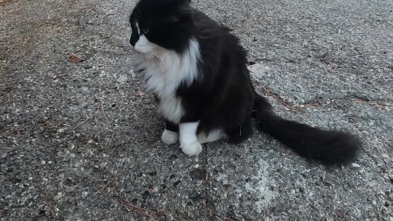 Beautiful tuxedo cat is unbelievable cute and loving