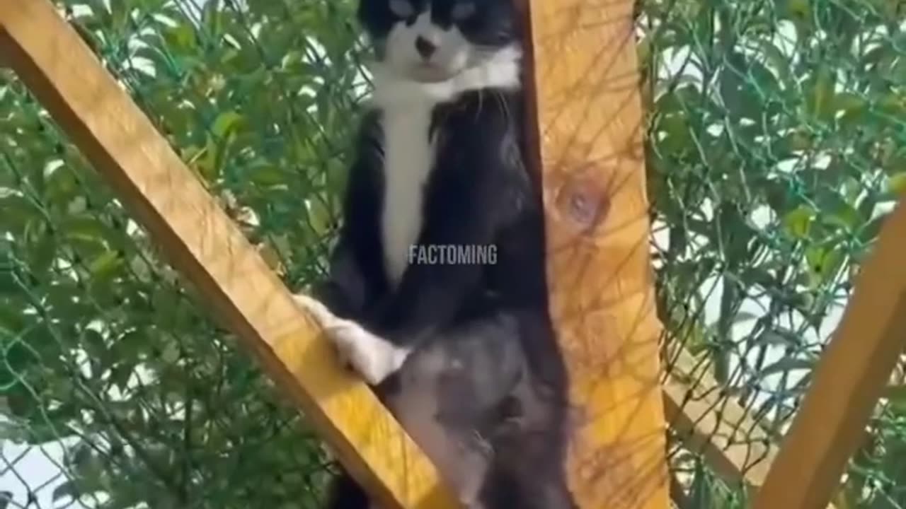 Funny Animals