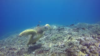 Turtle Cleaning Station