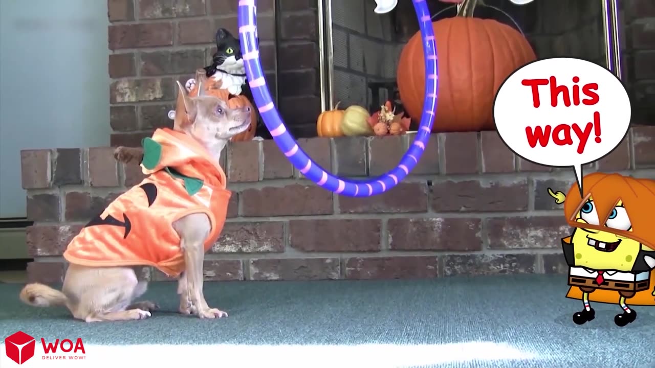 Funny animals!! #funny #lol