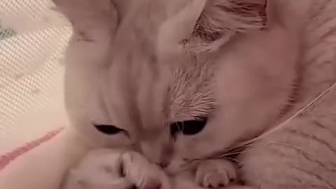 Love cat cute cat video