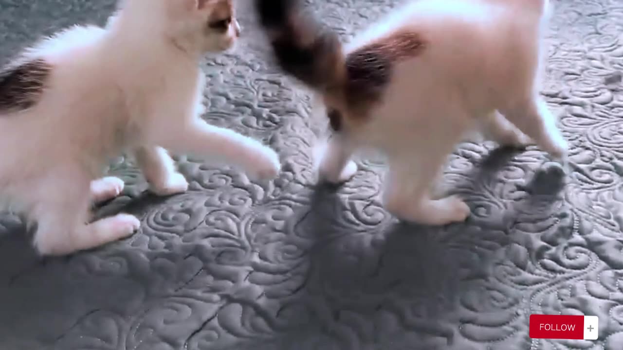 Cute Kittens - Funny and Cute Cat Videos Compilation