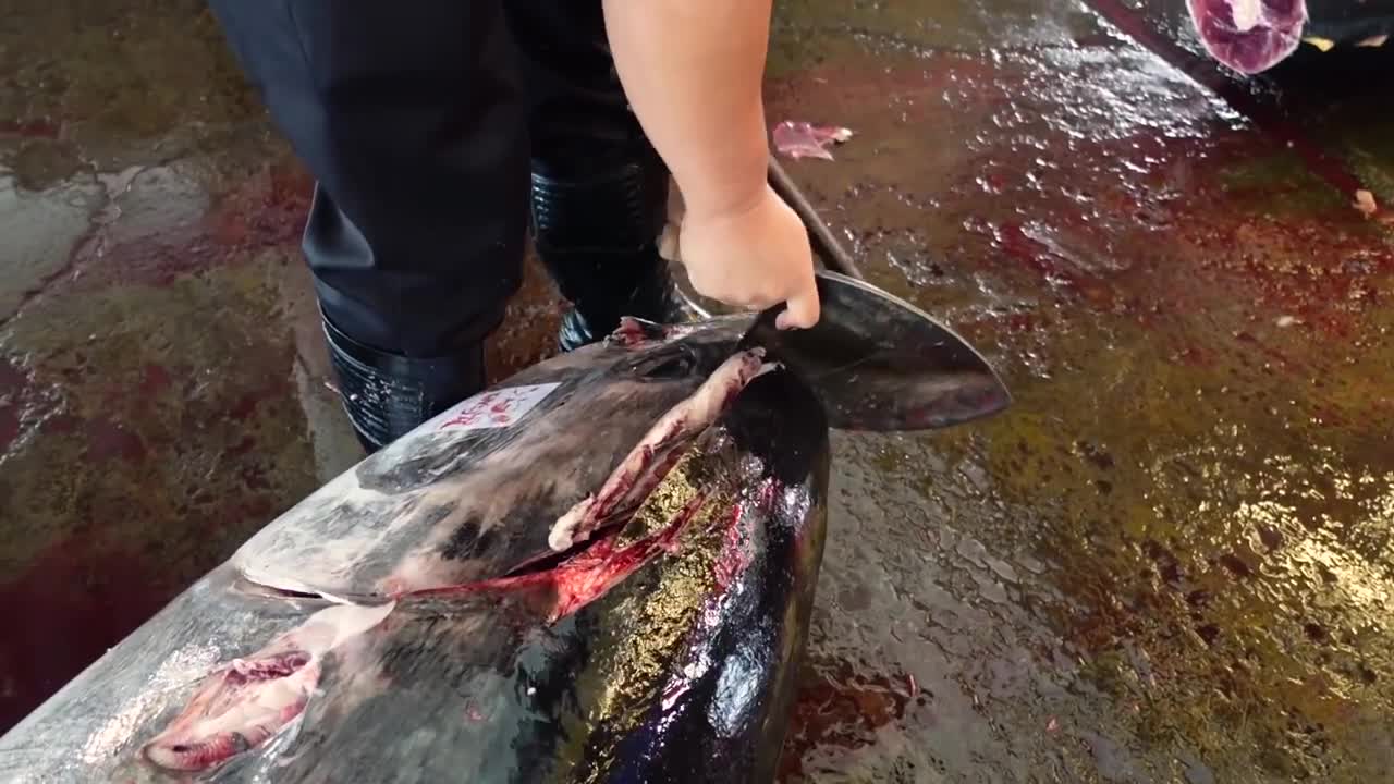 Cutting giant bluefin tuna to luxurious sashimi, teppanyaki tuna / 巨大黑鮪魚切割秀, 鐵板上腹肉 - Taiwanese food