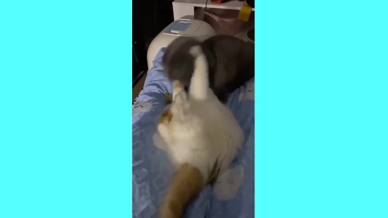 Cat funny videos always fun