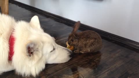 Bunny rabbit and german shepherds arguing over a pear! Too cute!