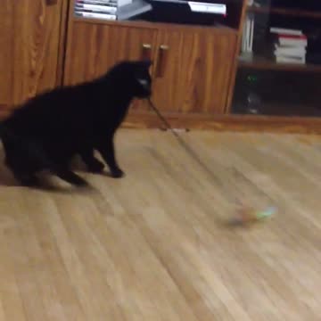 Hilarious cat gets dizzy from spinning in circles