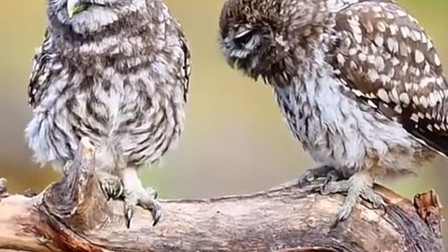 owl