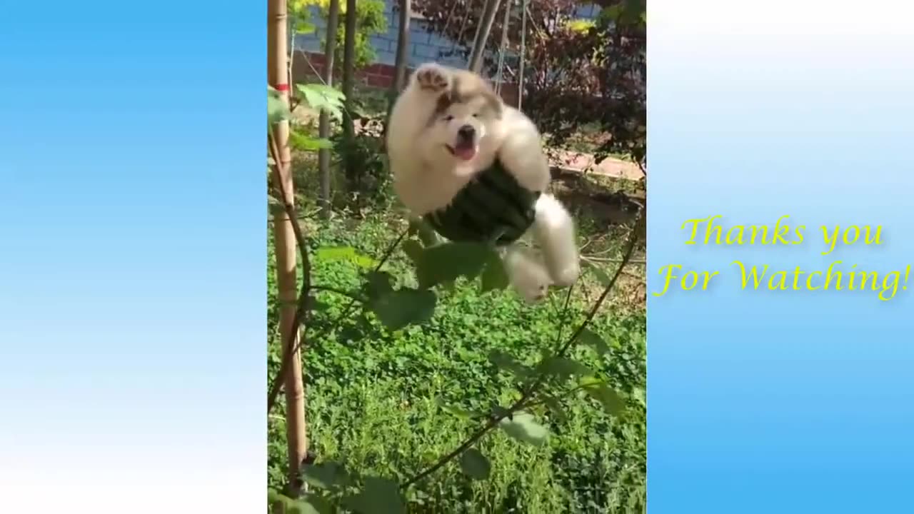 Best Funny Animal Videos of the year 2024🤣😹