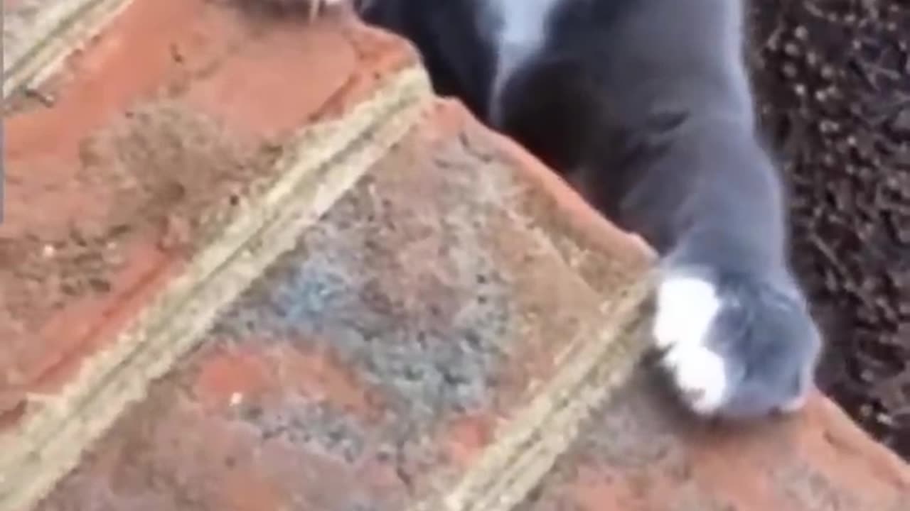 Very funny cat videos, can't stop laughing!