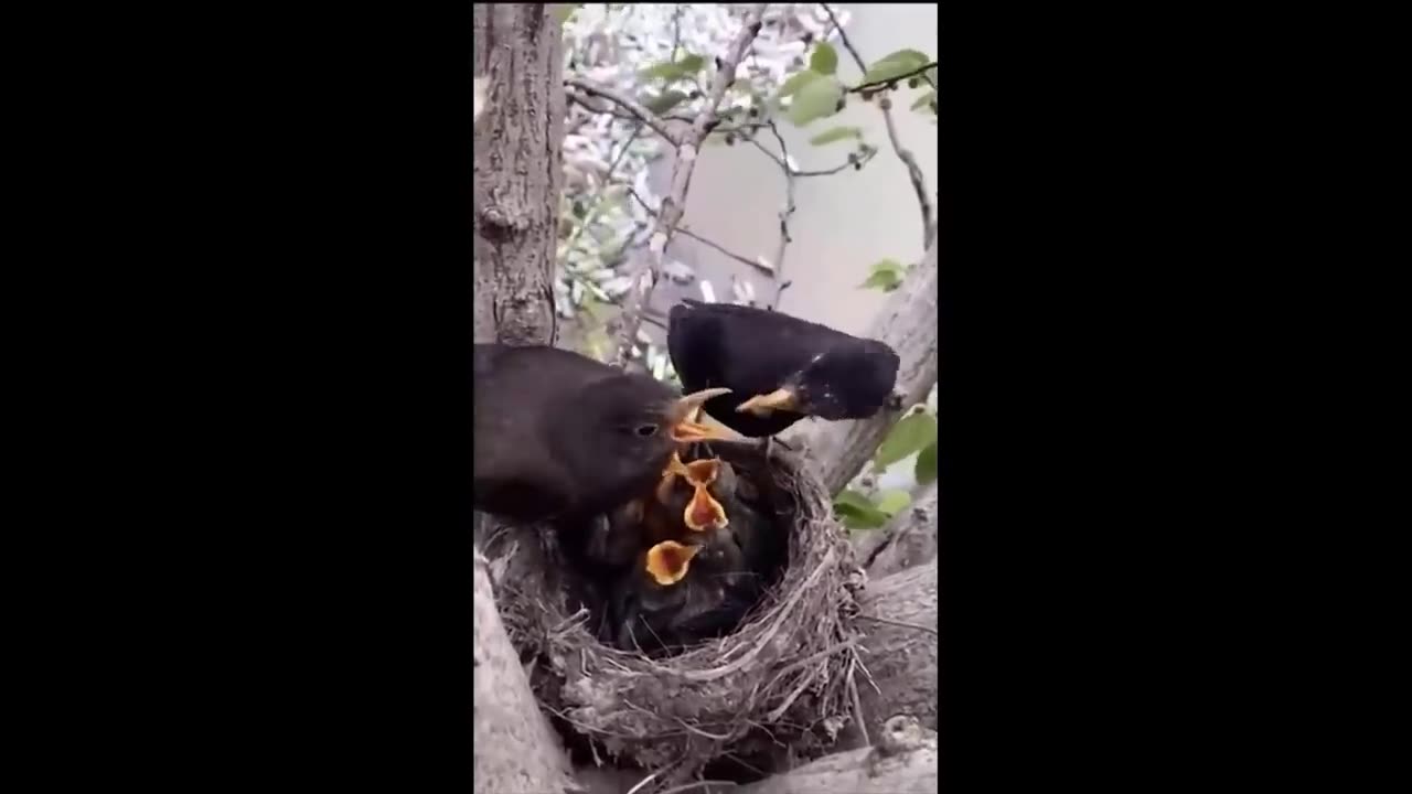 New Cute Baby Animals Videos Compilation | Funny and Cute Moment of the Animals #1 - Cutest Animals
