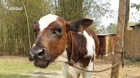 Have you ever heard the sound of a cow? Click on the video and hear the sound in a new way.