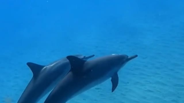 Deep in the ocean is a convenience store that sells blue solitude.