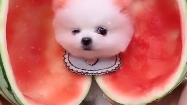 Baby dogs cute and weird dogs video