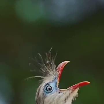 BIRDS VIDEO,CUTE,VIRAL,TRENDING,