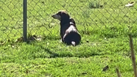 They can go out and in at anytime.