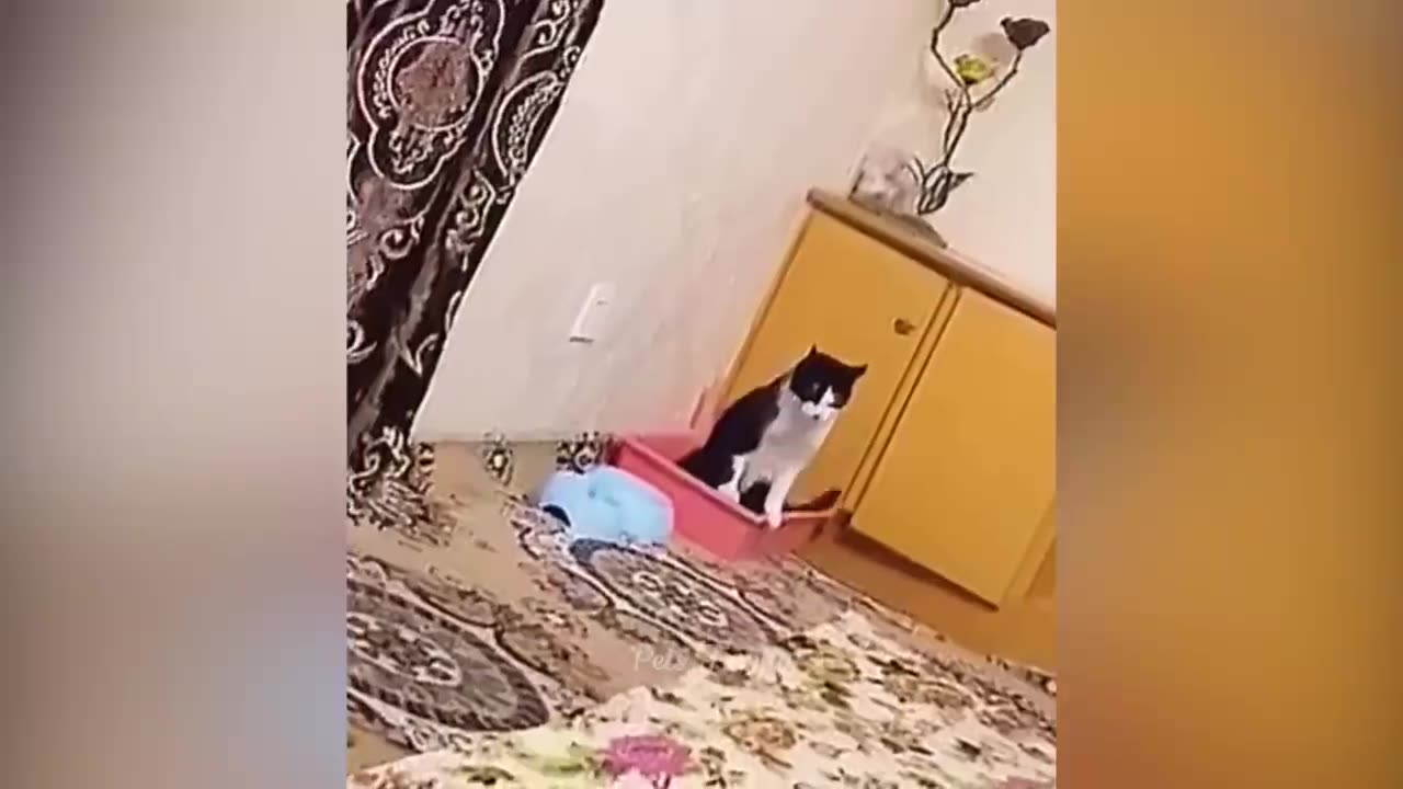 Funny cat