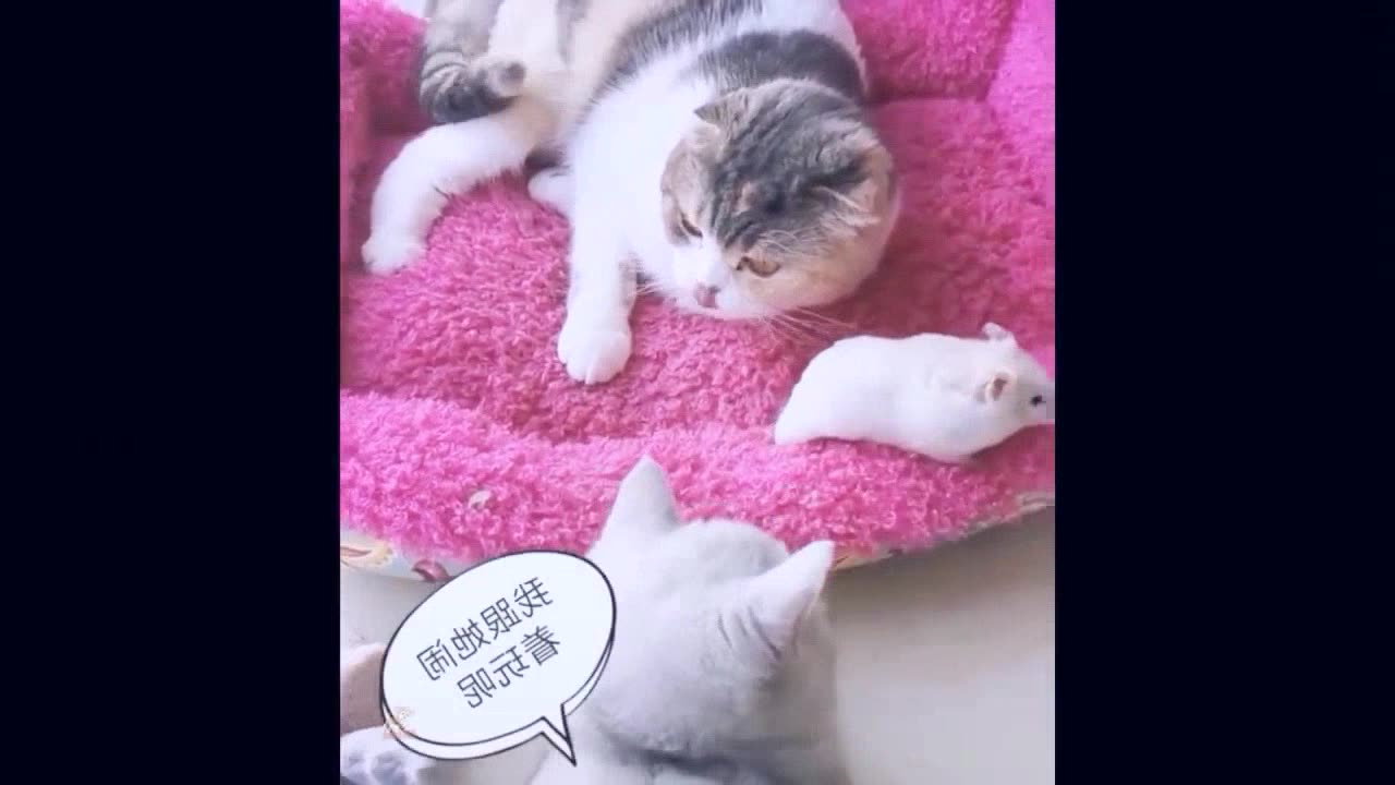 Funny Animal Videos Baby Cats Cute Pets Videos 001