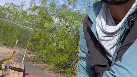 Centipede bite turns into hard pain
