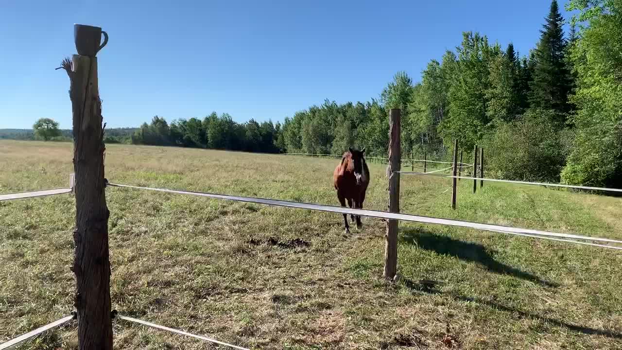 Horses show up for Morning Roll Call