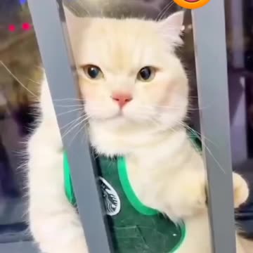 Funniest_Animals_ cat dogs &, more_Videos_Will_Make_You_Laugh_#35_-_Funny_Animal_Videos2023