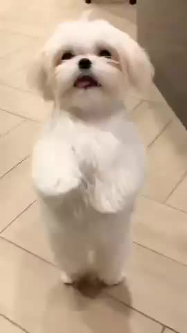 Cute puppy animal beautiful animals 😻😻🤩