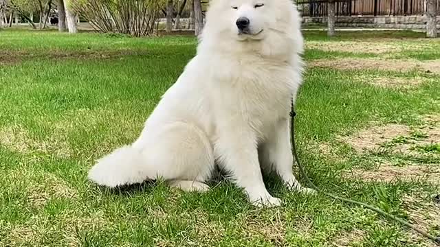 His ears can move. That's so cute, Samoyed