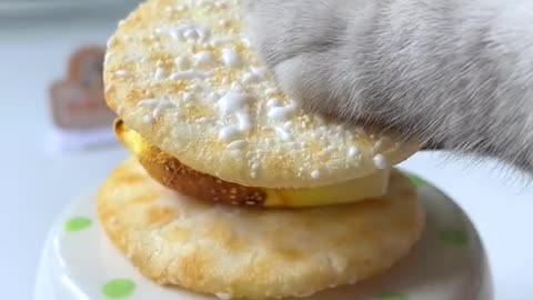 Cooking With Cat!Yummy Idea With Marshmallow - Marshmallow Sandwich Cookies - Cute Cat TikTok#Shorts