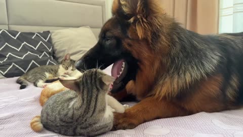 "German Shepherd Wakes Up Kittens: Heartwarming Moment Caught On Camera"