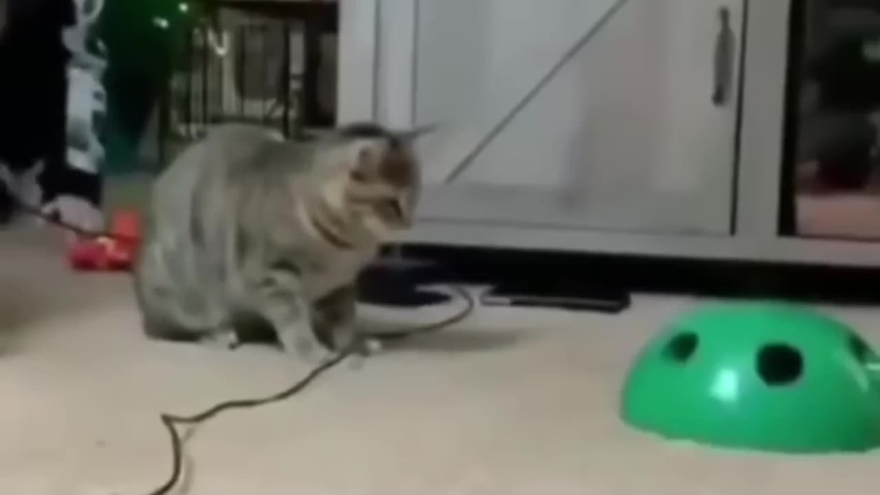 Funny cat's video
