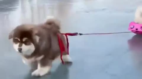 Cute baby Dog