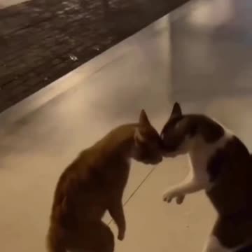 Fanny cat videos | kitty cat video | Cute cat videos | Viral Cat video |