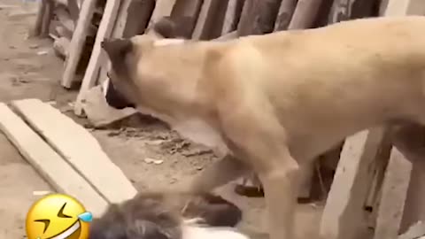 Funny animal video dog 🐕🐕