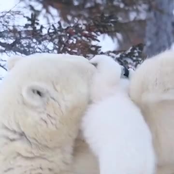 Sometimes, You Need A Beary Big Hug :)